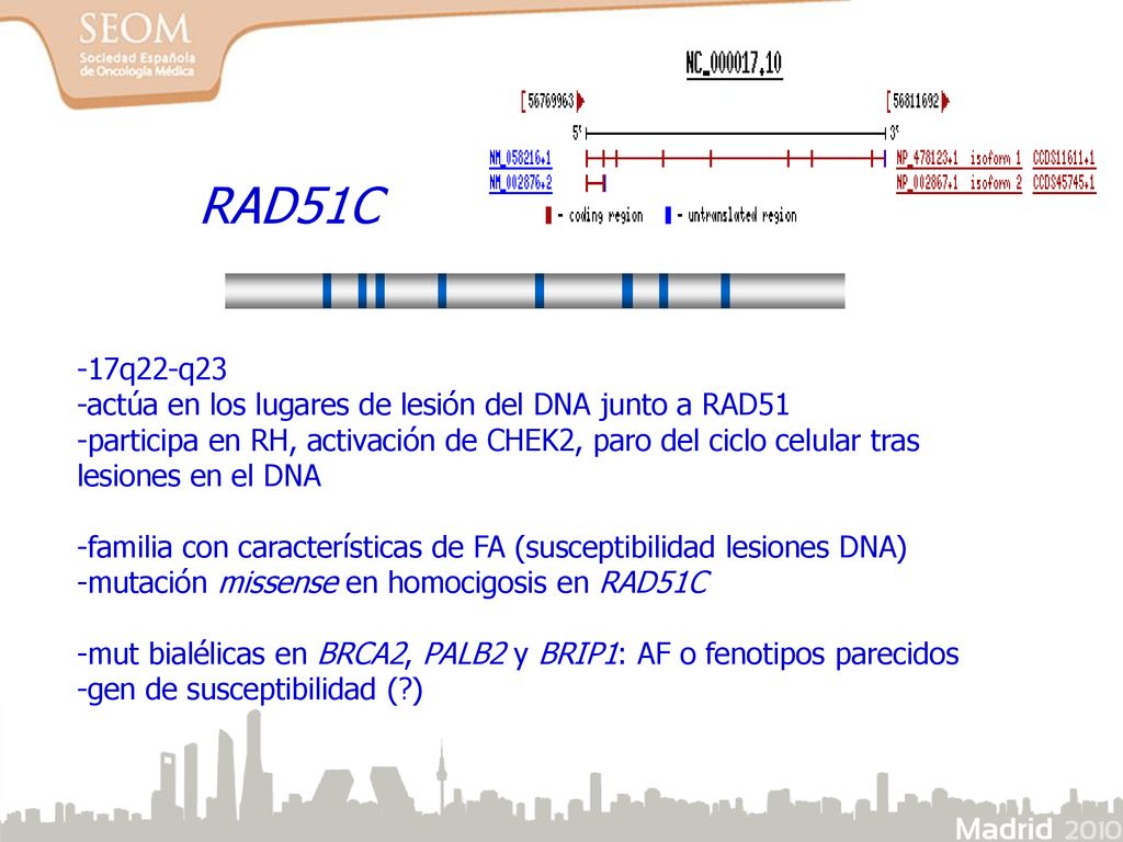 RAD51C -17q22-q23. -actúa en los lugares de lesión del DNA junto a RAD51.