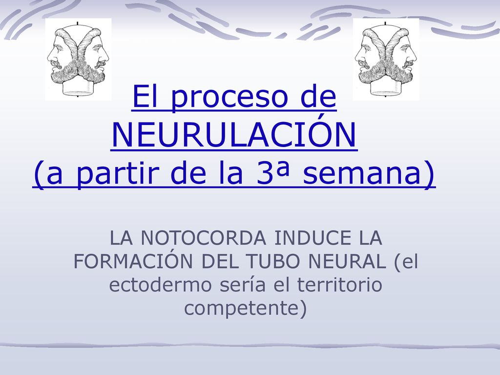 El proceso de NEURULACIÓN (a partir de la 3ª semana)