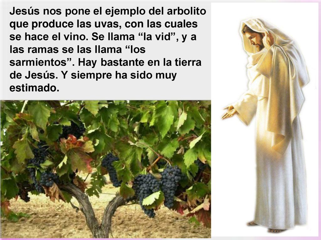 Jesús nos pone el ejemplo del arbolito que produce las uvas, con las cuales se hace el vino.