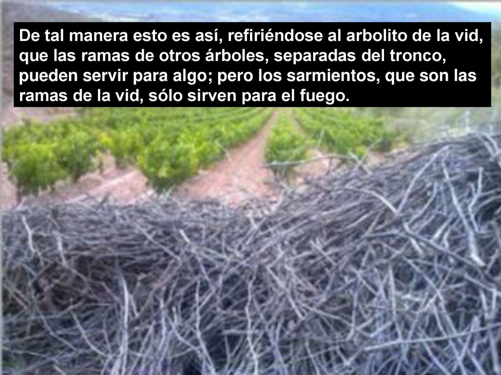 De tal manera esto es así, refiriéndose al arbolito de la vid, que las ramas de otros árboles, separadas del tronco, pueden servir para algo; pero los sarmientos, que son las ramas de la vid, sólo sirven para el fuego.