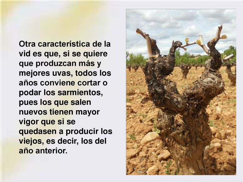 Otra característica de la vid es que, si se quiere que produzcan más y mejores uvas, todos los años conviene cortar o podar los sarmientos, pues los que salen nuevos tienen mayor vigor que si se quedasen a producir los viejos, es decir, los del año anterior.