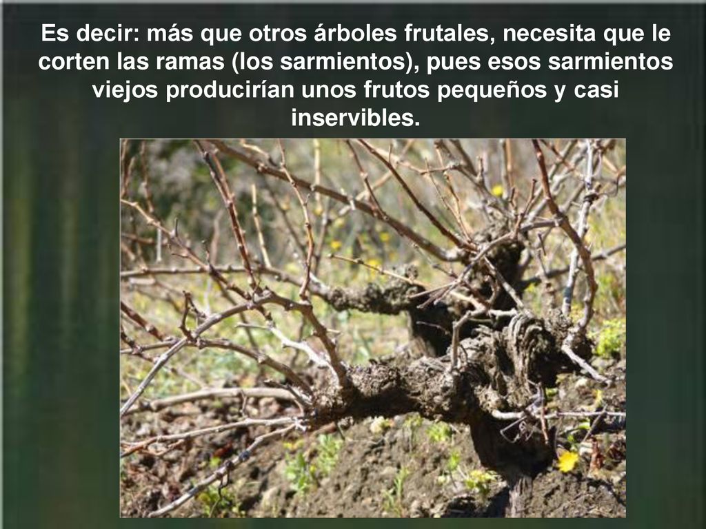 Es decir: más que otros árboles frutales, necesita que le corten las ramas (los sarmientos), pues esos sarmientos viejos producirían unos frutos pequeños y casi inservibles.