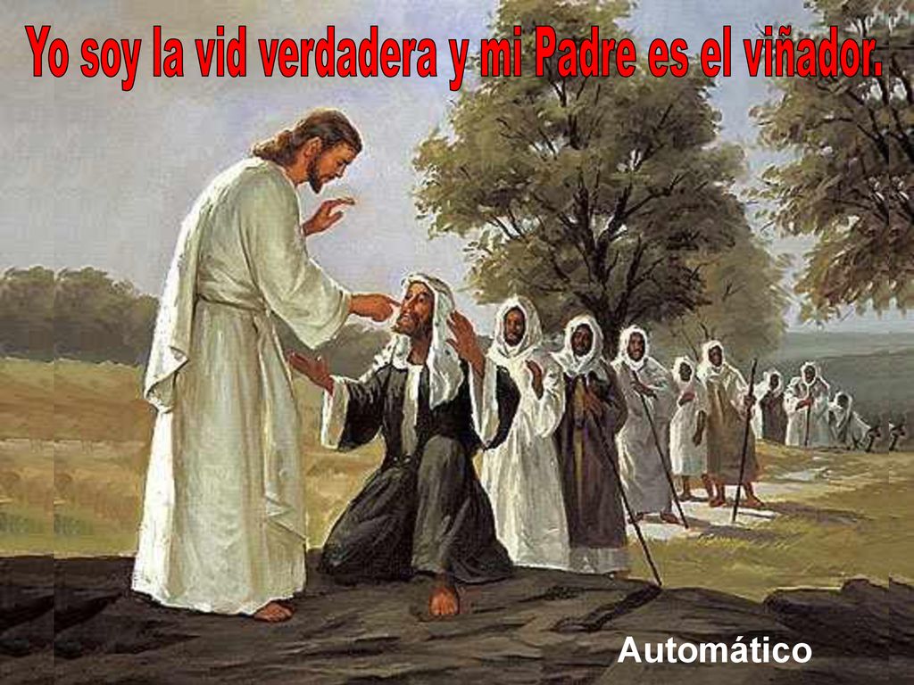 Yo soy la vid verdadera y mi Padre es el viñador.