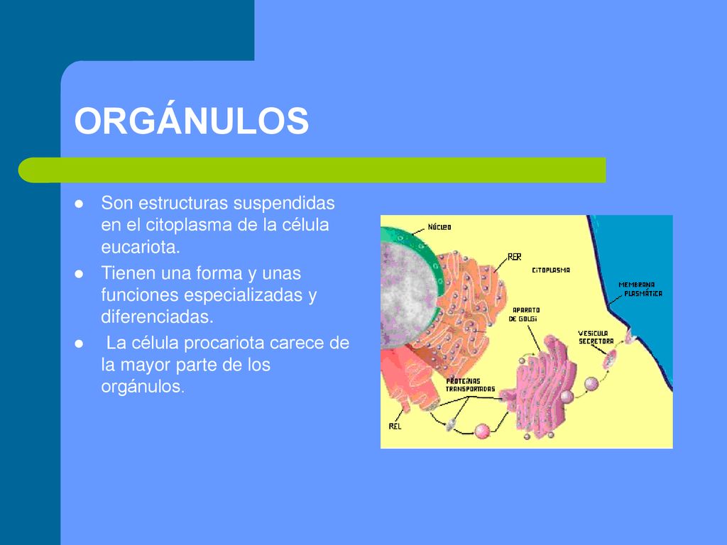 ORGÁNULOS Son estructuras suspendidas en el citoplasma de la célula eucariota. Tienen una forma y unas funciones especializadas y diferenciadas.