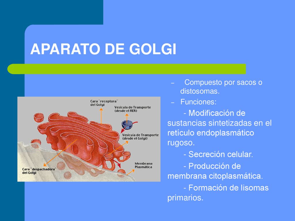 APARATO DE GOLGI Compuesto por sacos o distosomas. Funciones: - Modificación de sustancias sintetizadas en el retículo endoplasmático rugoso.