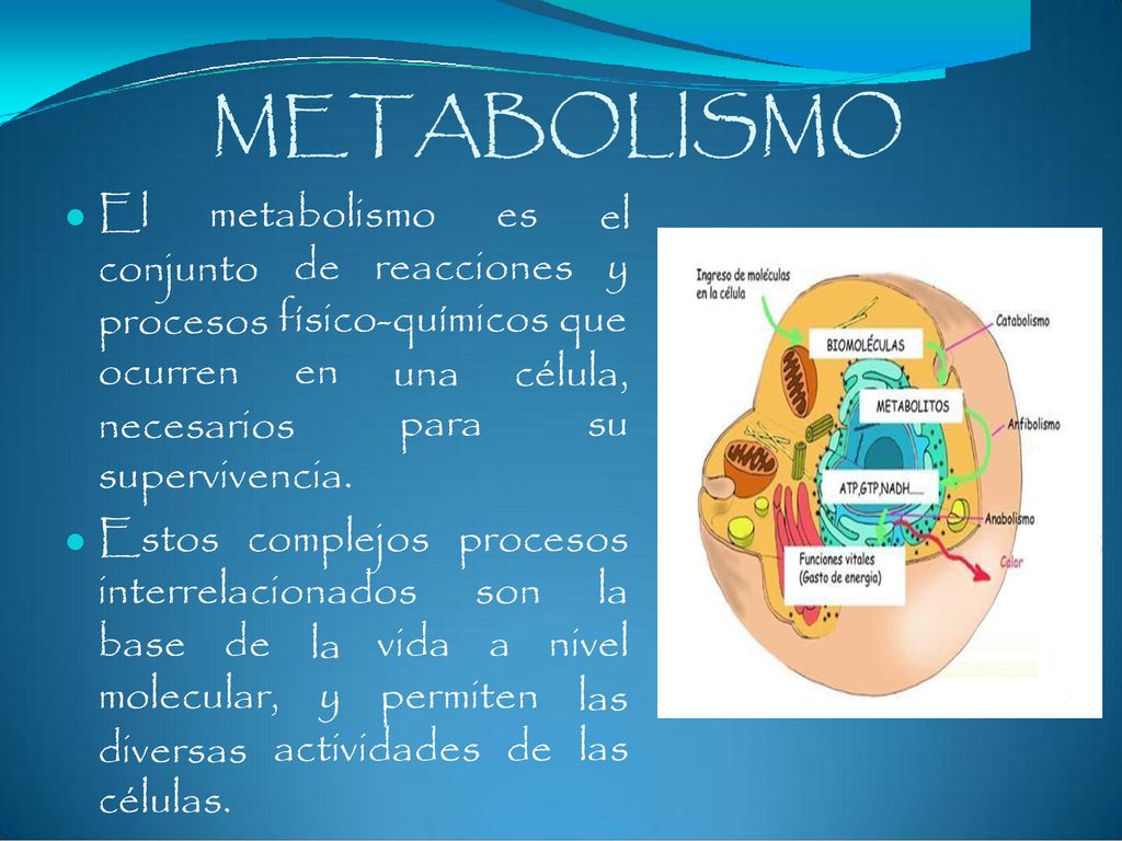 METABOLISMO El metabolismo es el y conjunto procesos ocurren de