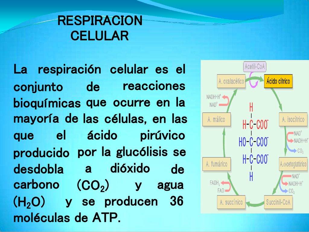 RESPIRACION CELULAR. La. respiración. celular. es. el. conjunto. bioquímicas. mayoría de. de.