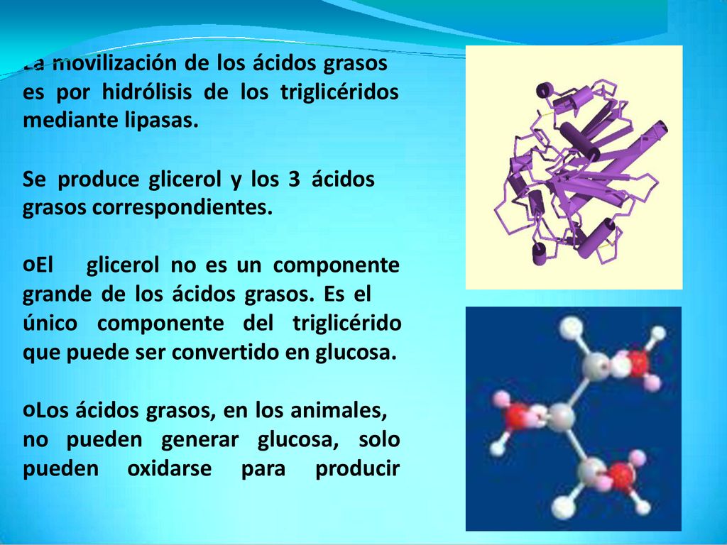 energia y calor. La movilización de los ácidos grasos. es por hidrólisis de los triglicéridos.