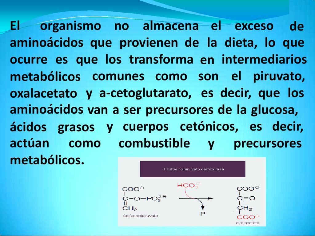 van a ser precursores de la glucosa, ácidos actúan grasos y cuerpos