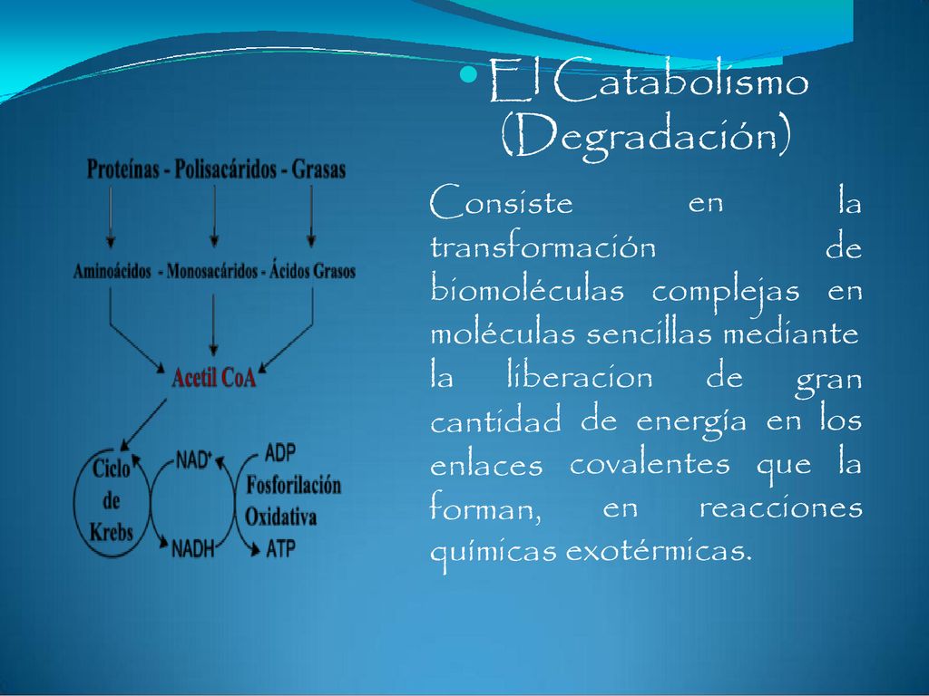 (Degradación)  El Catabolismo Consiste transformación en la de en