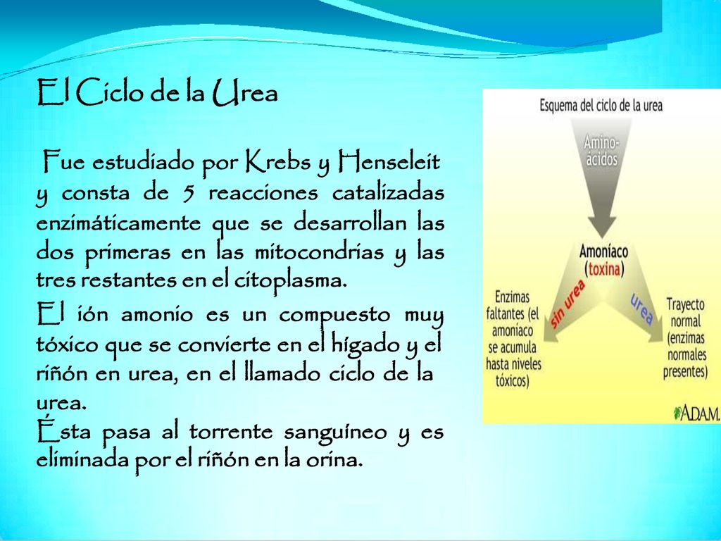 El Ciclo de la Urea Fue estudiado por Krebs y Henseleit y consta de