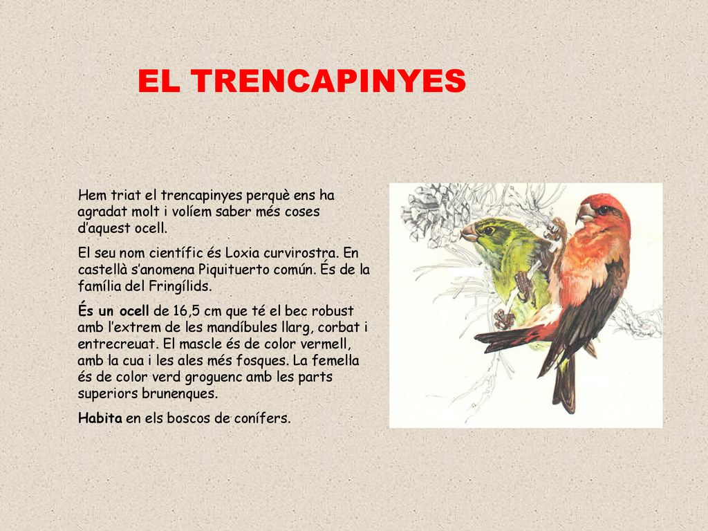 EL TRENCAPINYES Hem triat el trencapinyes perquè ens ha agradat molt i volíem saber més coses d’aquest ocell.