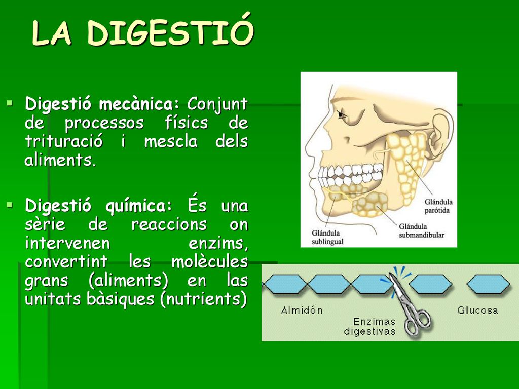 LA DIGESTIÓ Digestió mecànica: Conjunt de processos físics de trituració i mescla dels aliments.