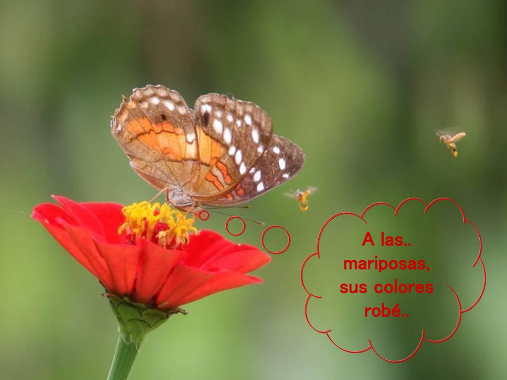 A las.. mariposas, sus colores robé..