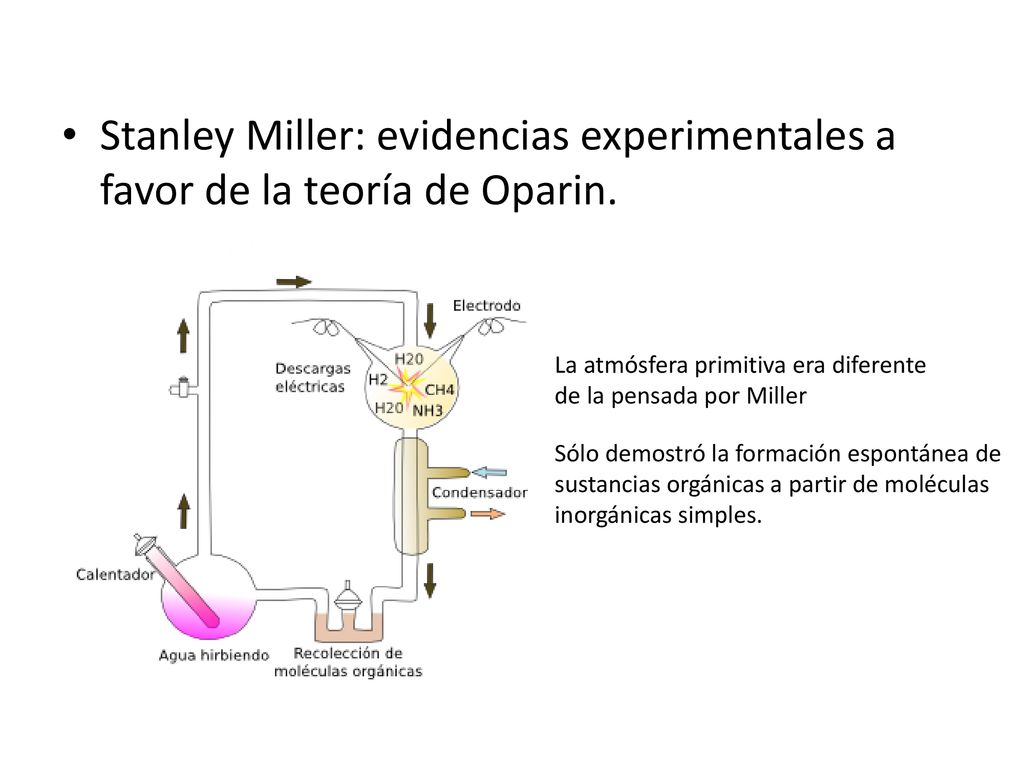 Stanley Miller: evidencias experimentales a favor de la teoría de Oparin.