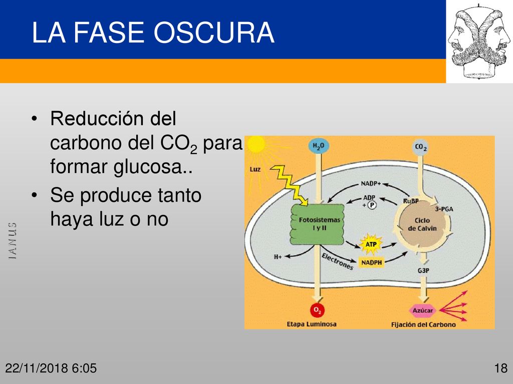 LA FASE OSCURA Reducción del carbono del CO2 para formar glucosa..