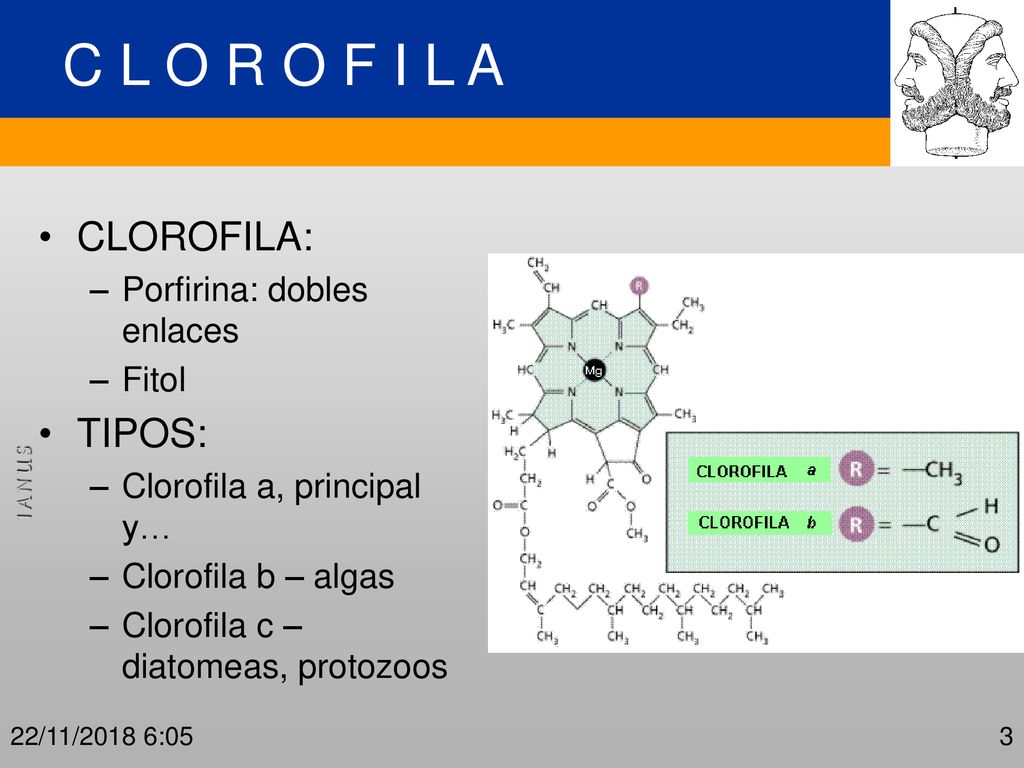 C L O R O F I L A CLOROFILA: TIPOS: Porfirina: dobles enlaces Fitol