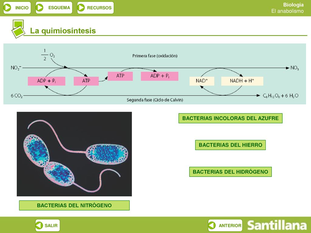 La quimiosíntesis BACTERIAS INCOLORAS DEL AZUFRE BACTERIAS DEL HIERRO
