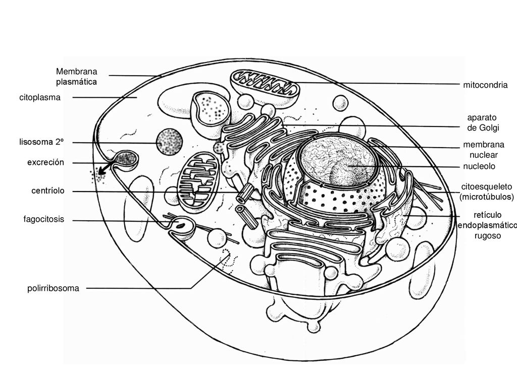 Membrana plasmática. mitocondria. citoplasma. aparato. de Golgi. lisosoma 2º. membrana. nuclear.