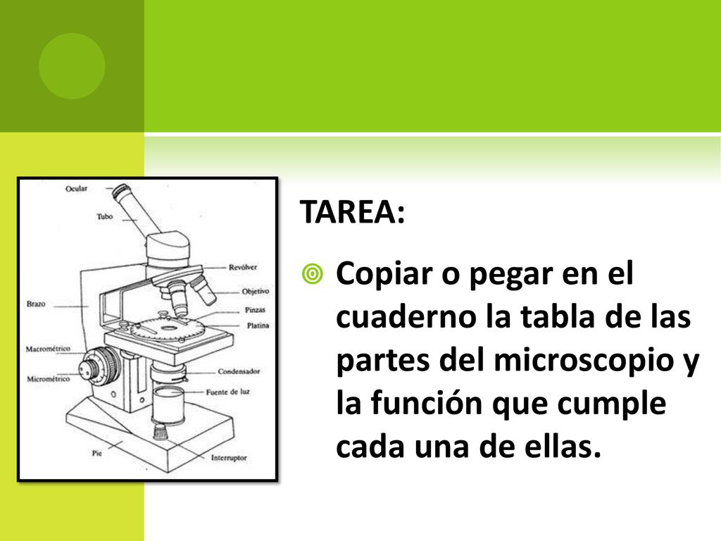 TAREA: Copiar o pegar en el cuaderno la tabla de las partes del microscopio y la función que cumple cada una de ellas.