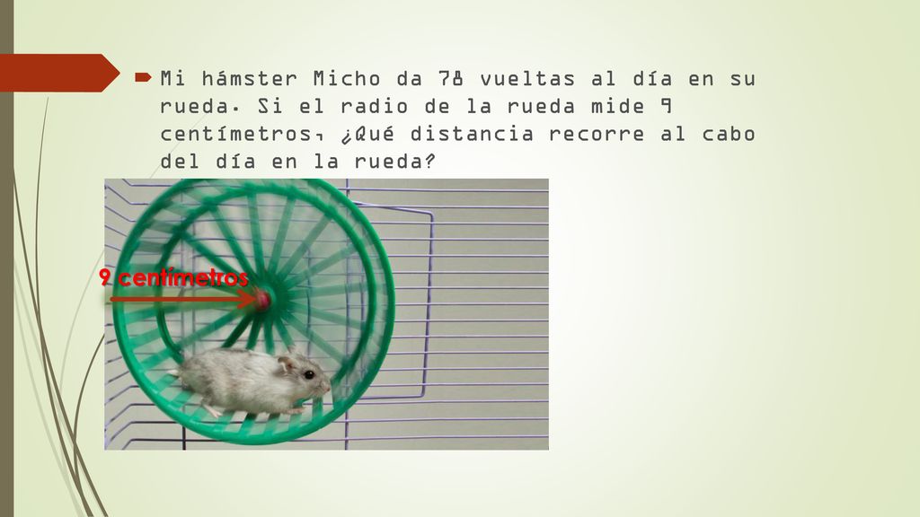 Mi hámster Micho da 78 vueltas al día en su rueda
