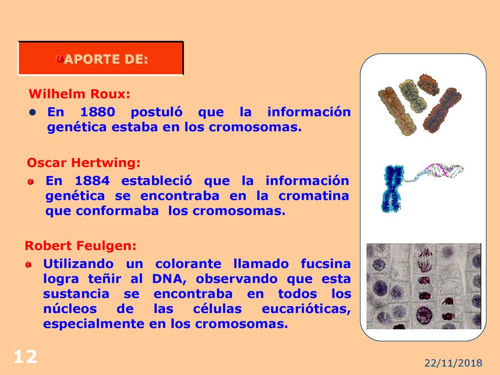 En 1880 postuló que la información genética estaba en los cromosomas.