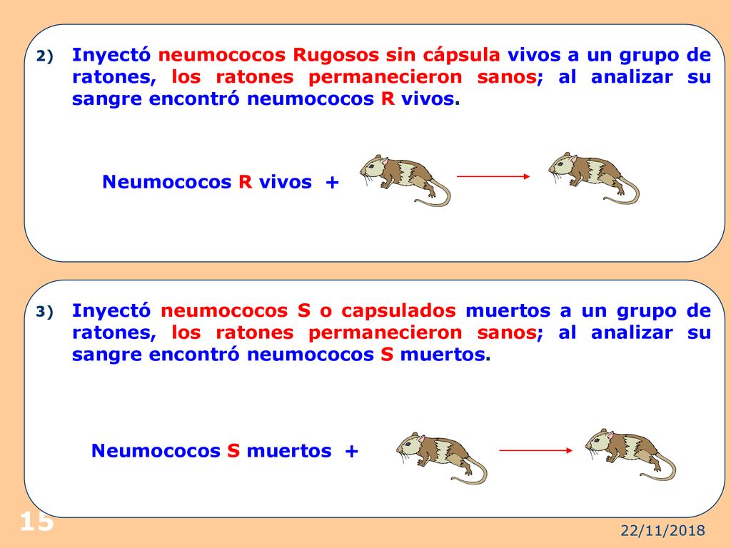 Inyectó neumococos Rugosos sin cápsula vivos a un grupo de ratones, los ratones permanecieron sanos; al analizar su sangre encontró neumococos R vivos.