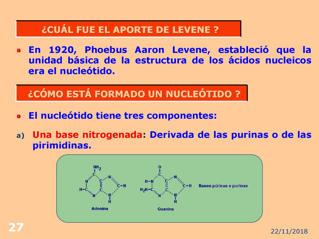 ¿CUÁL FUE EL APORTE DE LEVENE ¿CÓMO ESTÁ FORMADO UN NUCLEÓTIDO
