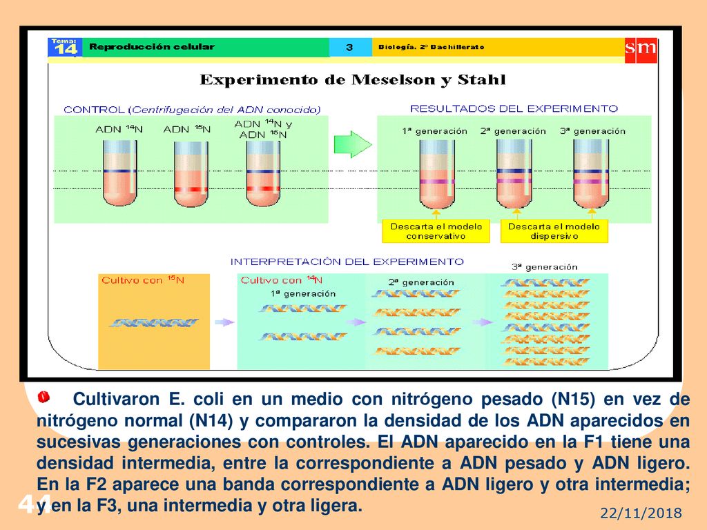 Cultivaron E. coli en un medio con nitrógeno pesado (N15) en vez de nitrógeno normal (N14) y compararon la densidad de los ADN aparecidos en sucesivas generaciones con controles. El ADN aparecido en la F1 tiene una densidad intermedia, entre la correspondiente a ADN pesado y ADN ligero. En la F2 aparece una banda correspondiente a ADN ligero y otra intermedia; y en la F3, una intermedia y otra ligera.