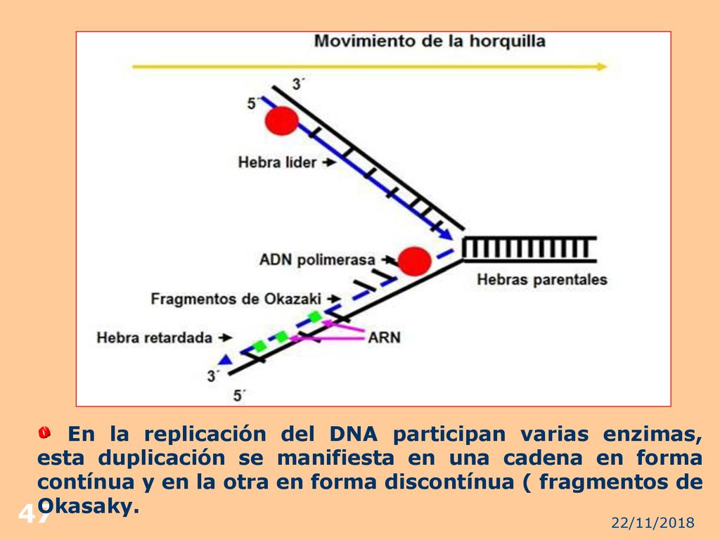 En la replicación del DNA participan varias enzimas, esta duplicación se manifiesta en una cadena en forma contínua y en la otra en forma discontínua ( fragmentos de Okasaky.