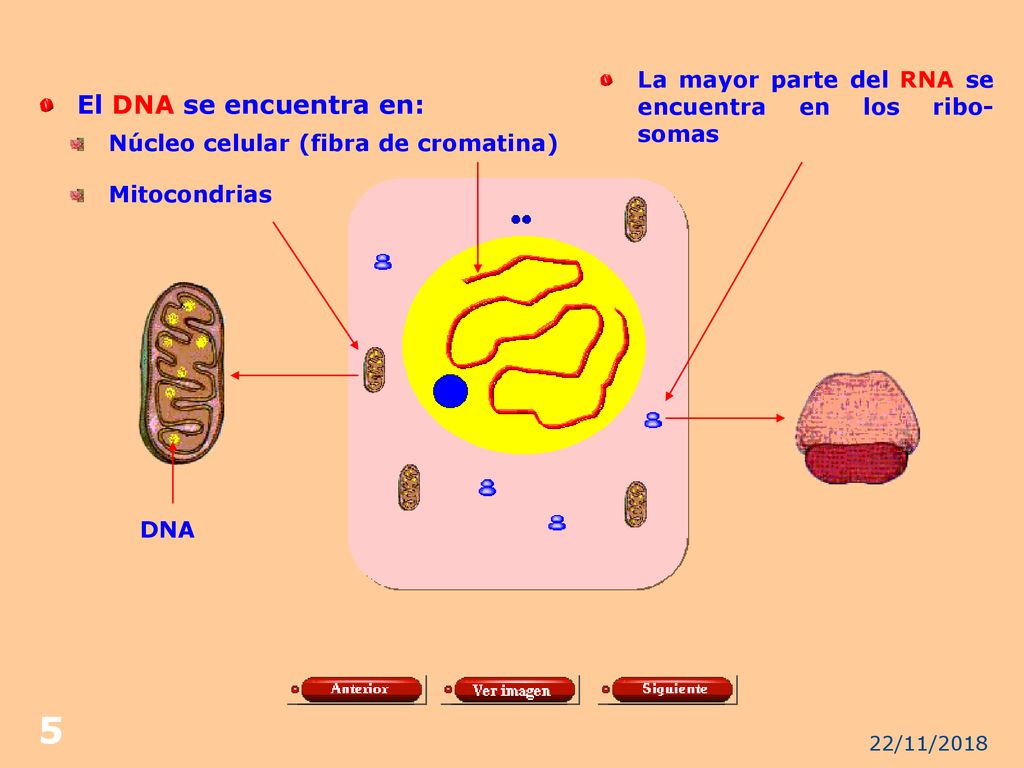La mayor parte del RNA se encuentra en los ribo- somas