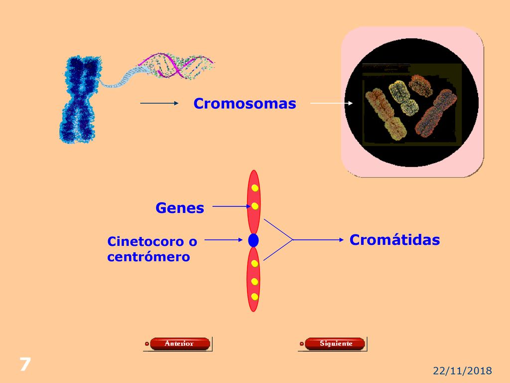 Cromosomas Genes Cinetocoro o centrómero Cromátidas 22/11/2018