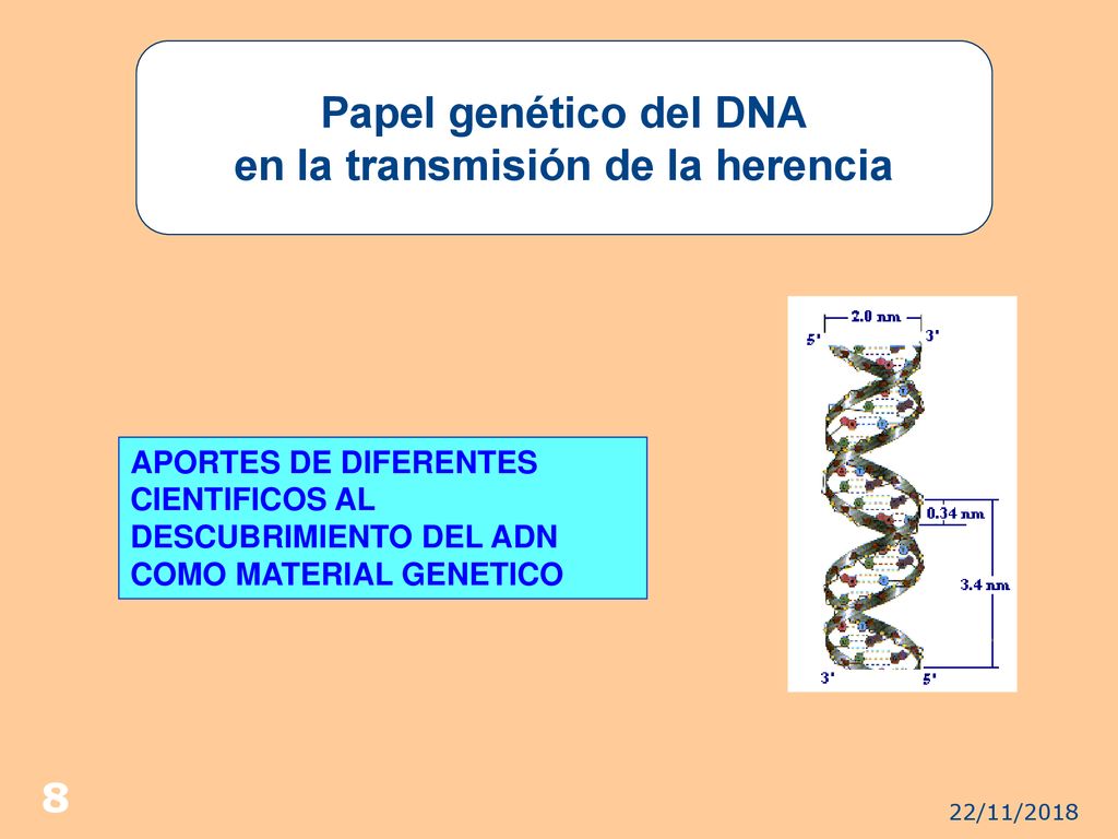 Papel genético del DNA en la transmisión de la herencia