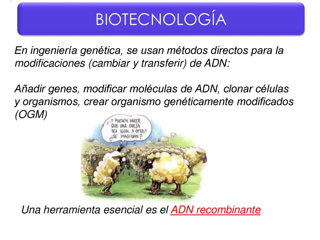 BIOTECNOLOGÍA En ingeniería genética, se usan métodos directos para la modificaciones (cambiar y transferir) de ADN: