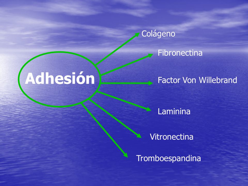 Adhesión Colágeno Fibronectina Factor Von Willebrand Laminina