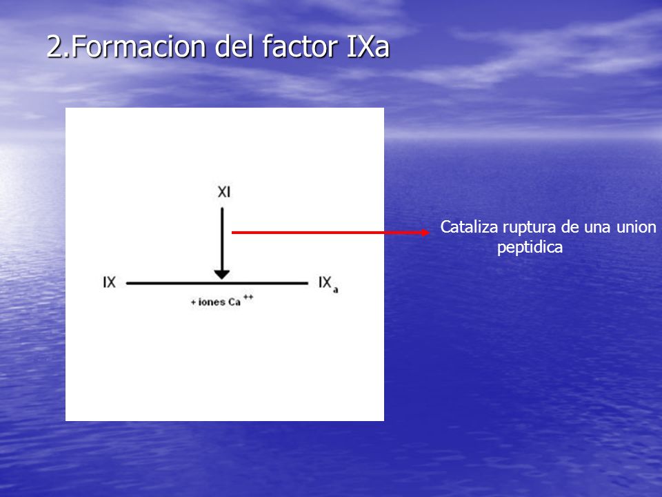2.Formacion del factor IXa