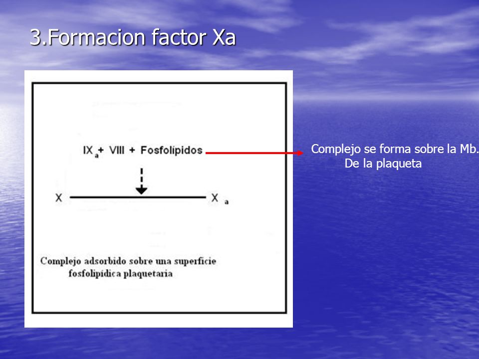 3.Formacion factor Xa Complejo se forma sobre la Mb. De la plaqueta