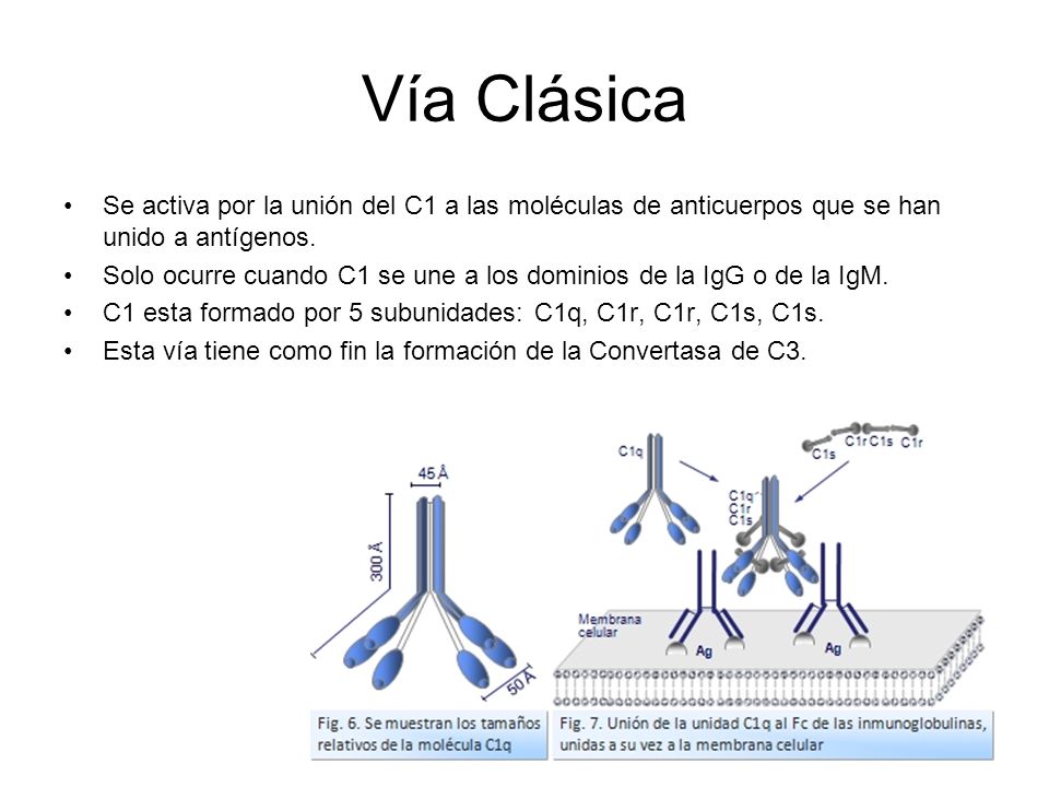 Vía Clásica Se activa por la unión del C1 a las moléculas de anticuerpos que se han unido a antígenos.