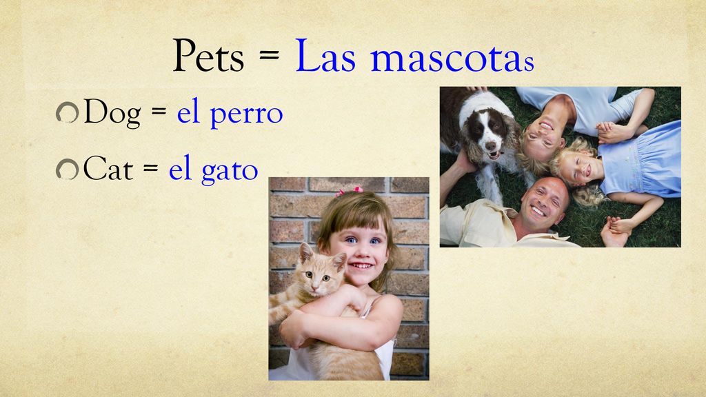 Pets = Las mascotas Dog = el perro Cat = el gato