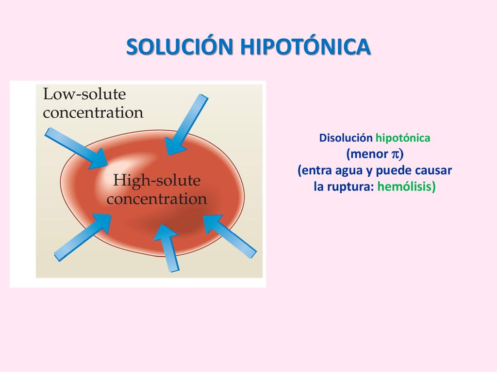 SOLUCIÓN HIPOTÓNICA Disolución hipotónica (menor p) (entra agua y puede causar la ruptura: hemólisis)