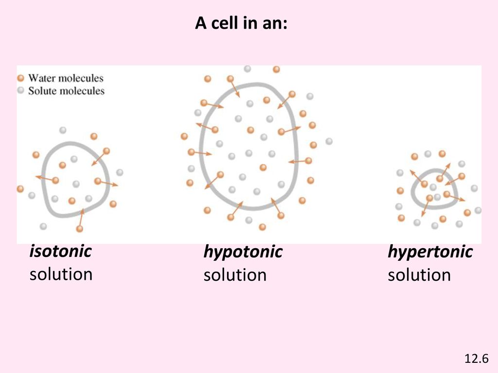 A cell in an: isotonic solution hypotonic solution hypertonic solution