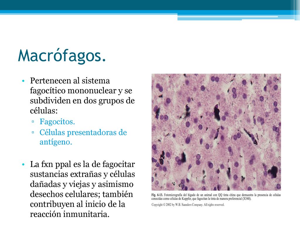 Macrófagos. Pertenecen al sistema fagocítico mononuclear y se subdividen en dos grupos de células: