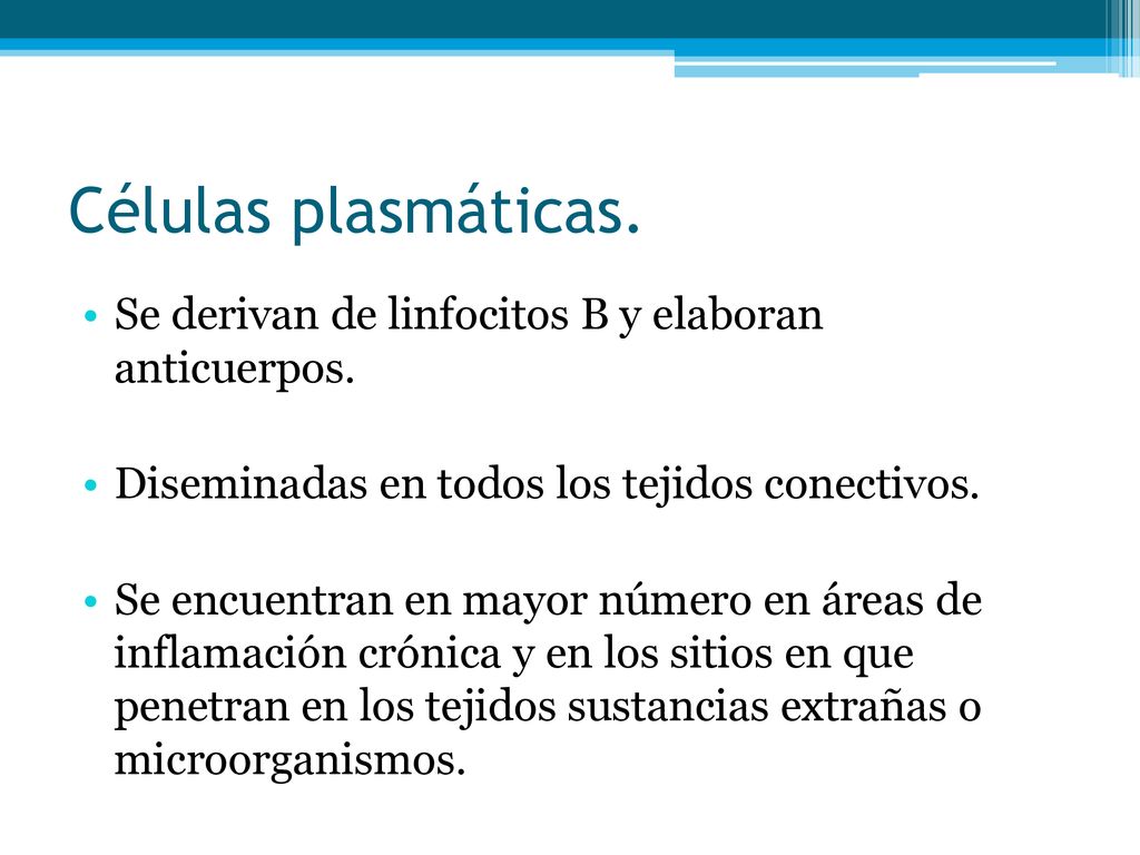 Células plasmáticas. Se derivan de linfocitos B y elaboran anticuerpos. Diseminadas en todos los tejidos conectivos.