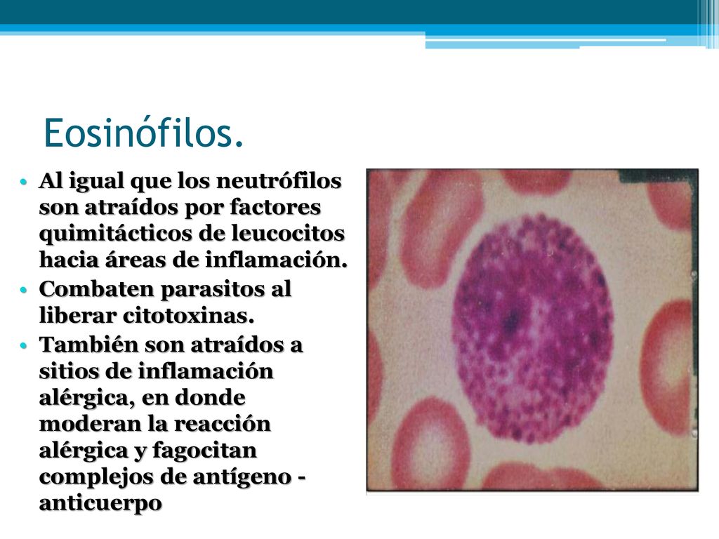 Eosinófilos. Al igual que los neutrófilos son atraídos por factores quimitácticos de leucocitos hacia áreas de inflamación.