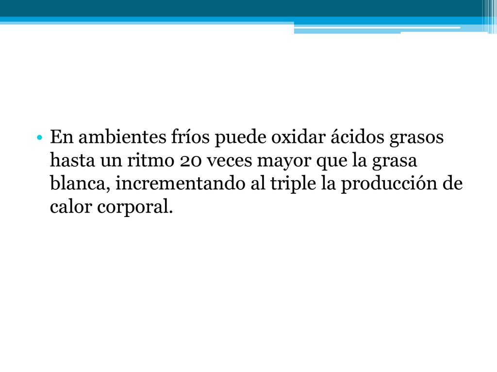 En ambientes fríos puede oxidar ácidos grasos hasta un ritmo 20 veces mayor que la grasa blanca, incrementando al triple la producción de calor corporal.