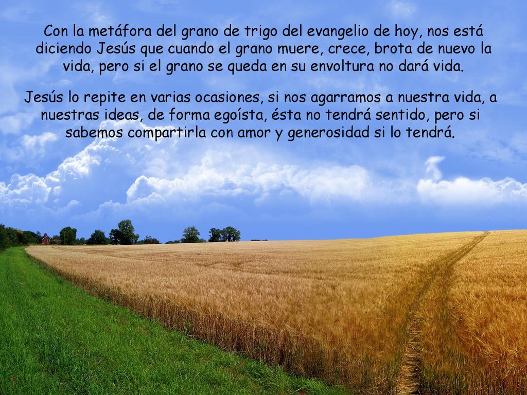 Con la metáfora del grano de trigo del evangelio de hoy, nos está diciendo Jesús que cuando el grano muere, crece, brota de nuevo la vida, pero si el grano se queda en su envoltura no dará vida.