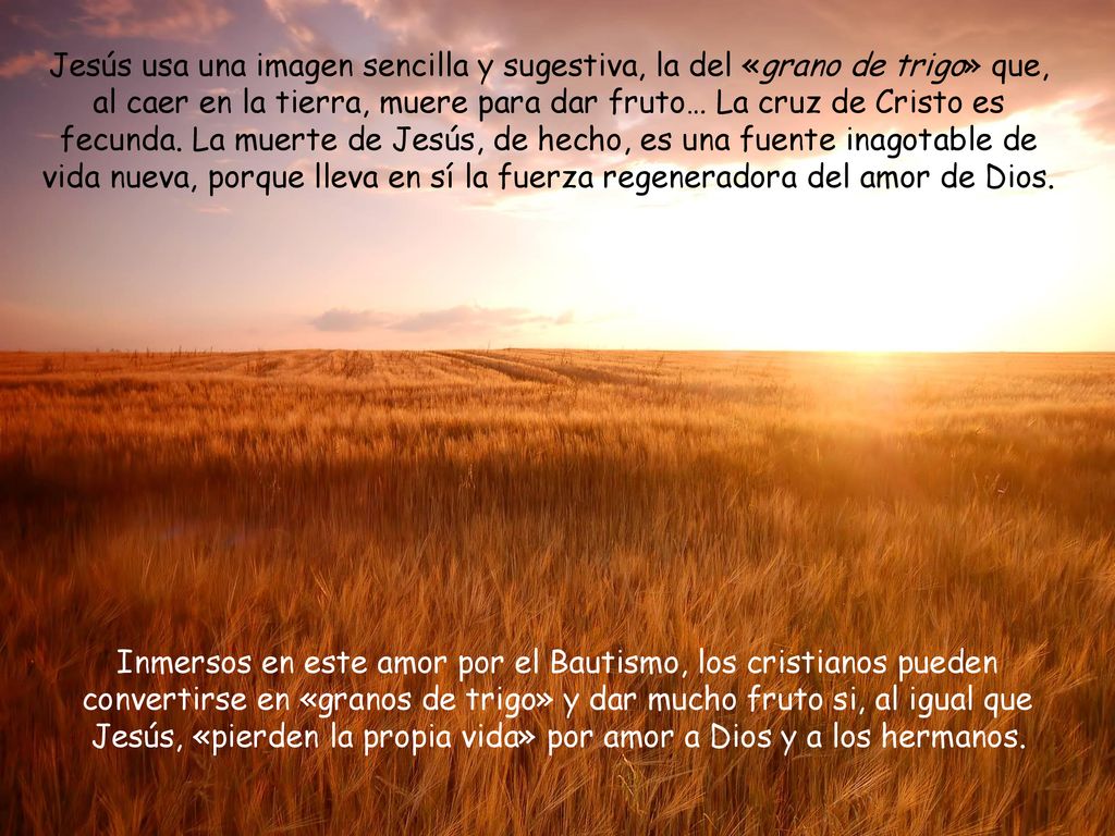 Jesús usa una imagen sencilla y sugestiva, la del «grano de trigo» que, al caer en la tierra, muere para dar fruto… La cruz de Cristo es fecunda. La muerte de Jesús, de hecho, es una fuente inagotable de vida nueva, porque lleva en sí la fuerza regeneradora del amor de Dios.