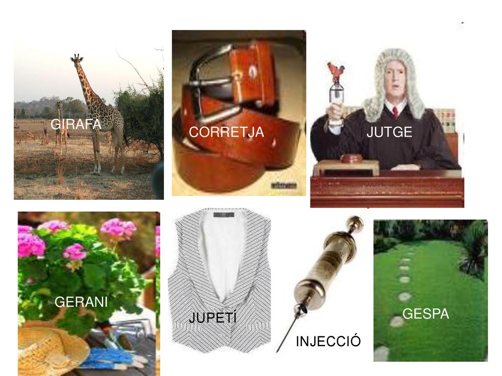 GIRAFA GIRAFA CORRETJA JUTGE GERANI GESPA JUPETÍ INJECCIÓ