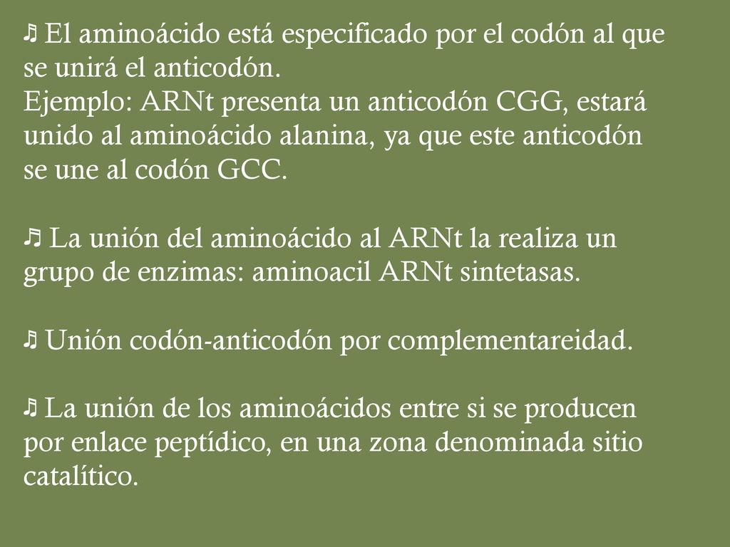 ♬ El aminoácido está especificado por el codón al que se unirá el anticodón.