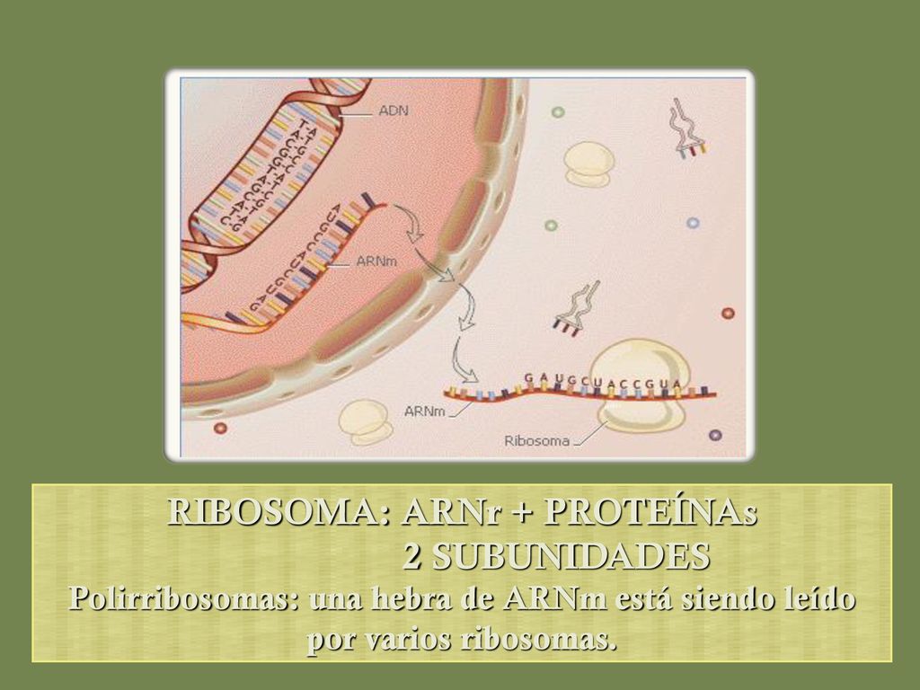 RIBOSOMA: ARNr + PROTEÍNAs 2 SUBUNIDADES Polirribosomas: una hebra de ARNm está siendo leído por varios ribosomas.